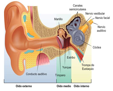 Tipos de infección de oídos que afectan la audición