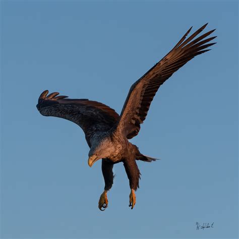 White tailed eagle on Behance