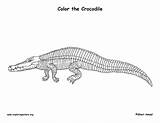 Coloring Pages Of Crocodiles sketch template