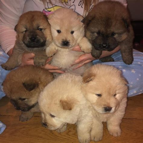 Beautiful chow chow puppies | in Port Talbot, Neath Port Talbot | Gumtree