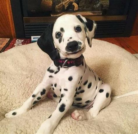 mamrizzio: Dalmatian puppies sure are adorable.