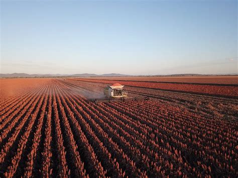 Harvest winds up on 1.4Mt sorghum crop - Grain Central