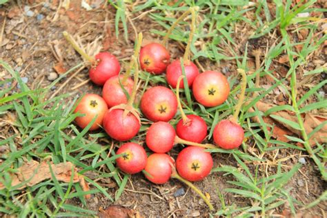 8 Manfaat Ajaib Buah Kersen, Pantas Harganya Rp500 Ribu Per Kilo! | Rumah123.com