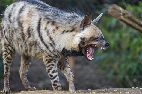 Awesome striped hyena! : r/hyenas