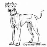 Greyhound Coloring Pages  Free & Printable sketch template