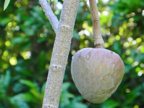 10 Seeds Annona Reticulata Red Rare Rare Fruit Reliable Seed | Etsy