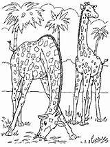 Wild Animal Coloring Pages  Best For Kids sketch template