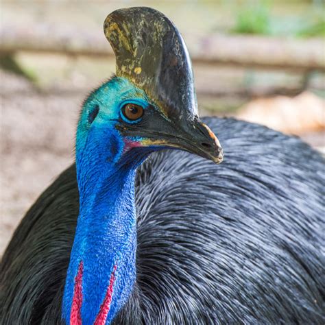 Southern Cassowary | Rainforest Animals