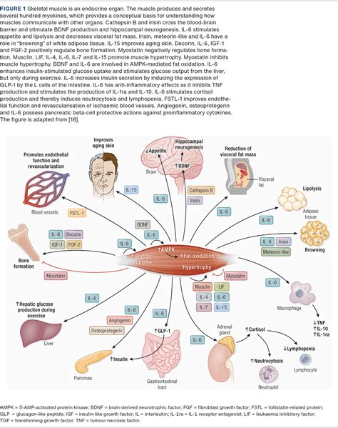 From the discovery of myokines to exercise as medicine | Ugeskriftet.dk