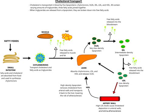 Cholesterol transport