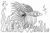 20  Betta Fish Coloring Pages Free Printable PDF & Online sketch template