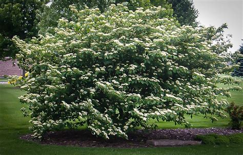 Pagoda Dogwood For Sale Online | The Tree Center