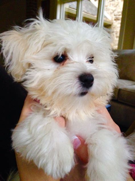 Maltese Chihuahua Poodle Mix - MIXERXJ