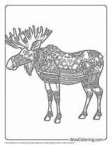 100  Moose Coloring Pages Free PDF To Print Woo Coloring sketch template