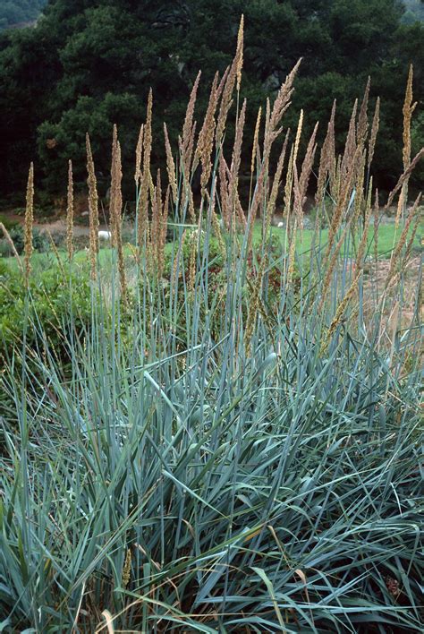 Drought tolerant garden, Dry garden, Drought resistant grass