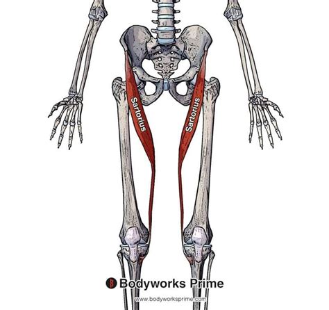 Sartorius Muscle Anatomy - Bodyworks Prime