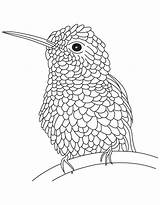 Hummingbird Coloring Page  Home sketch template