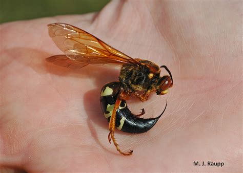 Cicadas beware, the ladies are in town: Female cicada killer, Sphecius speciosus — Bug of the Week