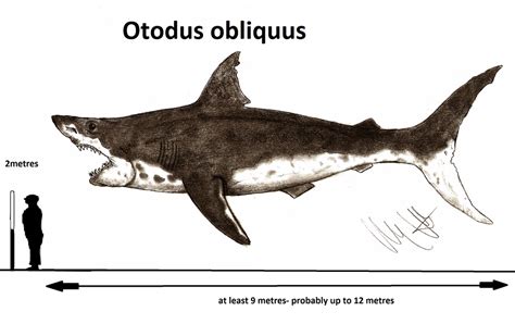 Otodus obliquus by Teratophoneus on DeviantArt | Prehistoric animals, Extinct animals, Ancient fish