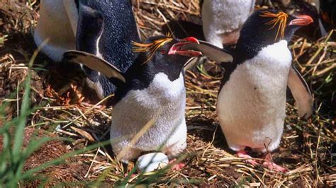 Macaroni Penguin: Eudyptes chrysolophus