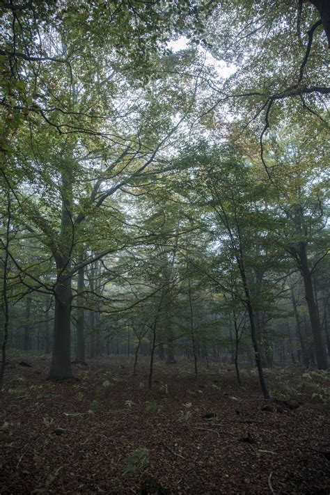 Foggy Forest Free Stock Photo - Public Domain Pictures