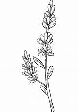 Lavender coloring Page  ColouringPages sketch template