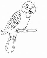 Free Printable Parrot Coloring Pages For Kids  Animal Place sketch template