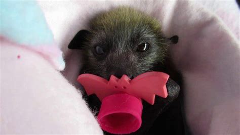 Orphaned Baby Bat Squeaks And Cries In Fear As Rescuer Comes To Saves Her