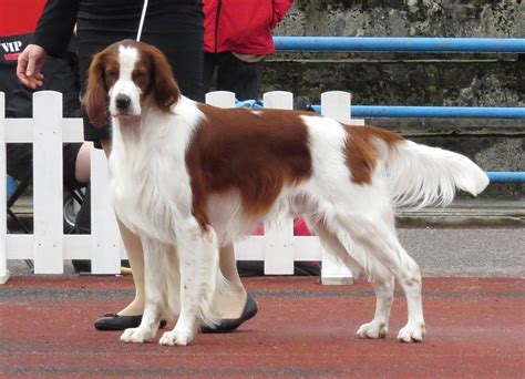 Irish red and white setter Irish dog breeds | Ireland Before You Die