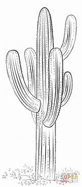 Saguaro Cactus Coloring Pages sketch template