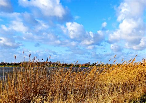 Landscape, river, bank, grasses, reed - free image from needpix.com