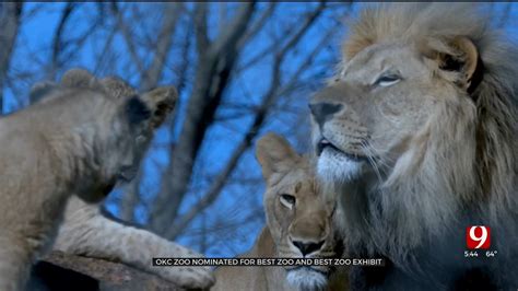 Oklahoma City Zoo Nominated For Best Zoo, Best Zoo Exhibit