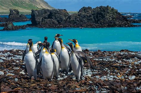 Macquarie Island - WorldAtlas