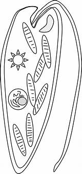 Euglena sketch template