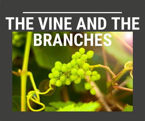 The Vine and the Branches | Bogey Hills Baptist Church