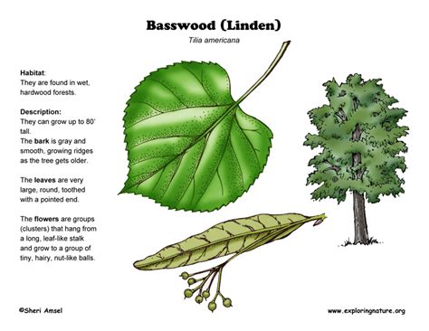 Basswood (Linden)