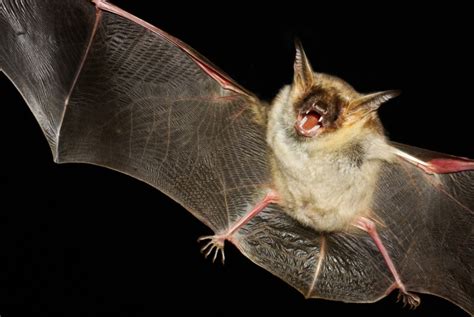 The age-defying Brandt's bat | Discover Animals