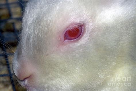 Albino Eye of a Rabbit Photograph by Wernher Krutein