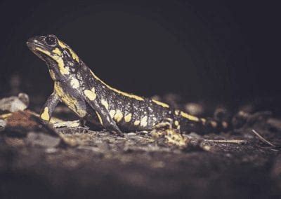 Fire Salamander Facts - CRITTERFACTS