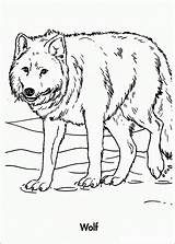 Free Printable Wolf Coloring Pages For Kids sketch template