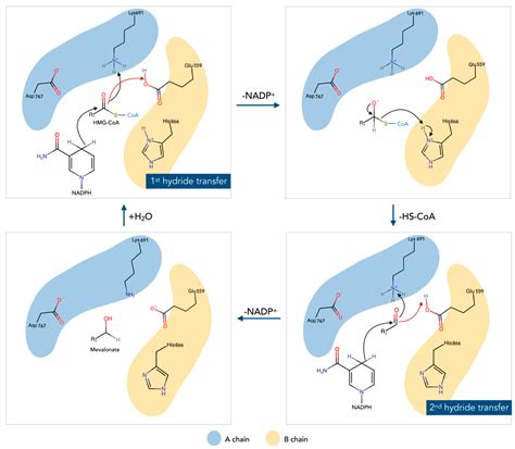 Processes | Free Full-Text | A QM/MM Evaluation of the Missing Step in the Reduction Mechanism ...