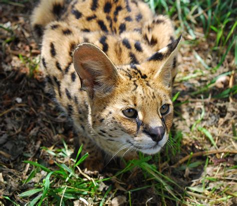 african wild cats | International Society For Endangered Cats