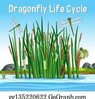 1 Dragonfly Life Cycle Font In Swamp Scene Clip Art | Royalty Free - GoGraph