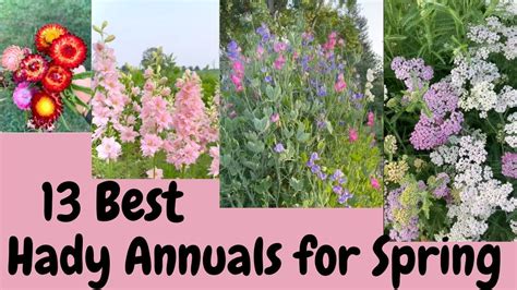 13 Best Hardy Annuals For Spring Cut Flowers| Gardening - YouTube