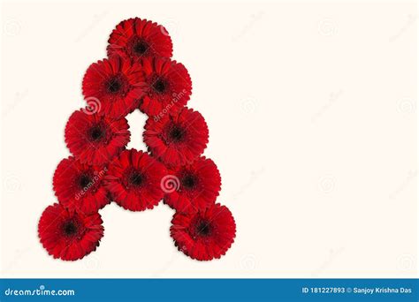 Letter a Daisy Flower Alphabet on Isolated Background. Decorative Floral Letter Stock Image ...