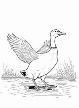 Goose Coloring Pages  Free Printable PDF JPG PNG & Online sketch template