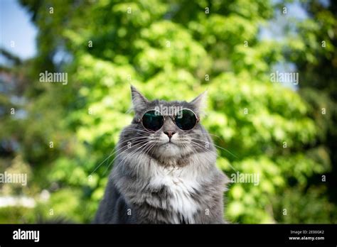 cute blue tabby white maine coon cat wearing glasses outdoors looking funny Stock Photo - Alamy