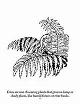 Botany Coloring Pages  Sassafras Science sketch template