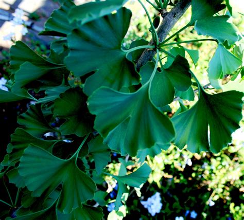 Ginkgo Biloba Tree Free Stock Photo - Public Domain Pictures