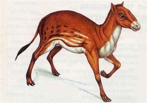 Eohippus.jpg (508×360) | Collection: Prehistoric Creatures | Pinterest | Prehistoric, Horse and ...